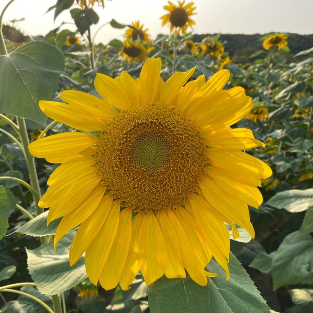 Meet your Posher, Arielle